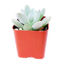 Pachyveria Haagei, Succulents shop near me, how to grow succulents, succulents garden, succulent plant, succulent subscription, cactus, succulents shop in California, succulent care, Pachyveria Haagei in California, How to grow Pachyveria Haagei, echeveria, echeveria succulent, echeveria types, succulent echeveria, buy succulents online, succulent shop, succulent store, echeveria plant