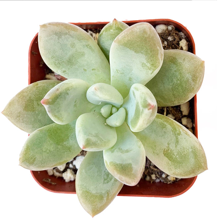 Pachyveria Haagei, Succulents shop near me, how to grow succulents, succulents garden, succulent plant, succulent subscription, cactus, succulents shop in California, succulent care, Pachyveria Haagei in California, How to grow Pachyveria Haagei, echeveria, echeveria succulent, echeveria types, succulent echeveria, buy succulents online, succulent shop, succulent store, echeveria plant