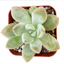Pachyveria Haagei, Succulents shop near me, how to grow succulents, succulents garden, succulent plant, succulent subscription, cactus, succulents shop in California, succulent care, Pachyveria Haagei in California, How to grow Pachyveria Haagei, echeveria, echeveria succulent, echeveria types, succulent echeveria, buy succulents online, succulent shop, succulent store, echeveria plant