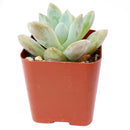 Pachyveria Haagei, Succulents shop near me, how to grow succulents, succulents garden, succulent plant, succulent subscription, cactus, succulents shop in California, succulent care, Pachyveria Haagei in California, How to grow Pachyveria Haagei, echeveria, echeveria succulent, echeveria types, succulent echeveria, buy succulents online, succulent shop, succulent store, echeveria plant