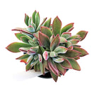 echeveria, echeveria succulent, echeveria types, succulent echeveria, buy succulents online, succulent shop, succulent store, echeveria plant, indoor succulents, echeveria succulent for sale