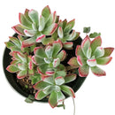 echeveria, echeveria succulent, echeveria types, succulent echeveria, buy succulents online, succulent shop, succulent store, echeveria plant, indoor succulents, echeveria succulent for sale
