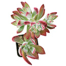 echeveria, echeveria succulent, echeveria types, succulent echeveria, buy succulents online, succulent shop, succulent store, echeveria plant, indoor succulents, echeveria succulent for sale