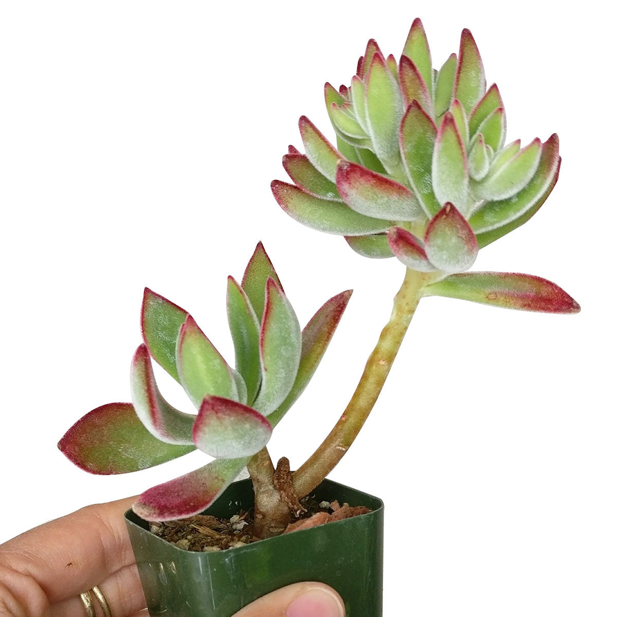 slipper succulent Echeveria Harmsii Ruby Slipper for Sale