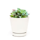 succulent care guide, succulents store in CA, succulents garden, succulent care tips, cactus, Rare succulents, Haworthia Cuspidata in California