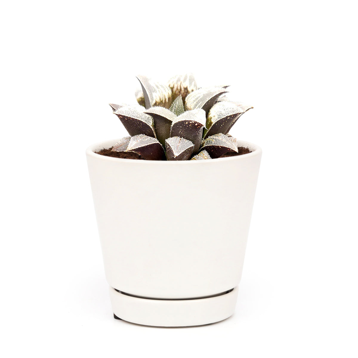 Haworthia emelyae var. Major, monthly succulents, succulent care, succulent care guide, Succulents shop near me, indoor succulents, succulents garden, cactus, succulent subscription, Haworthia emelyae var. Major in California, How to grow Haworthia emelyae var. Major. indoor succulents.