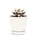 Haworthia emelyae var. Major, monthly succulents, succulent care, succulent care guide, Succulents shop near me, indoor succulents, succulents garden, cactus, succulent subscription, Haworthia emelyae var. Major in California, How to grow Haworthia emelyae var. Major. indoor succulents.