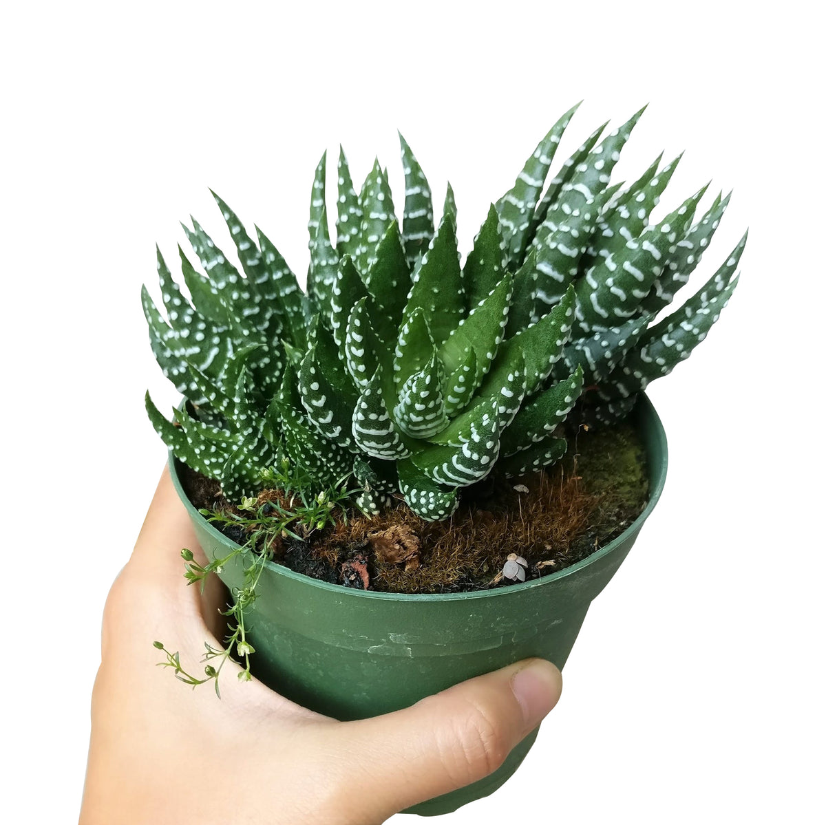 Haworthia african pearl, succulents shop in California, Succulents, Succulents shop near me, cactus, how to grow succulents, succulents store in CA, succulent plant, succulents garden, Haworthia african pearl in California, How to grow Haworthia african pearl. indoor succulents.