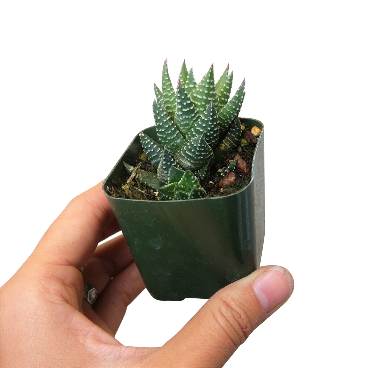 Haworthia african pearl, succulents shop in California, Succulents, Succulents shop near me, cactus, how to grow succulents, succulents store in CA, succulent plant, succulents garden, Haworthia african pearl in California, How to grow Haworthia african pearl. indoor succulents.