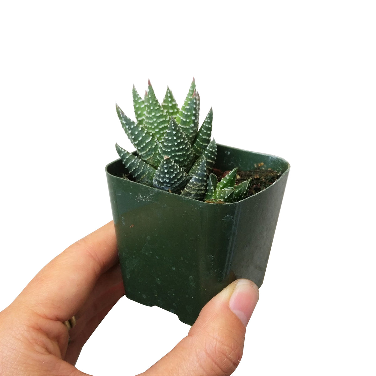 Haworthia african pearl, succulents shop in California, Succulents, Succulents shop near me, cactus, how to grow succulents, succulents store in CA, succulent plant, succulents garden, Haworthia african pearl in California, How to grow Haworthia african pearl. indoor succulents.