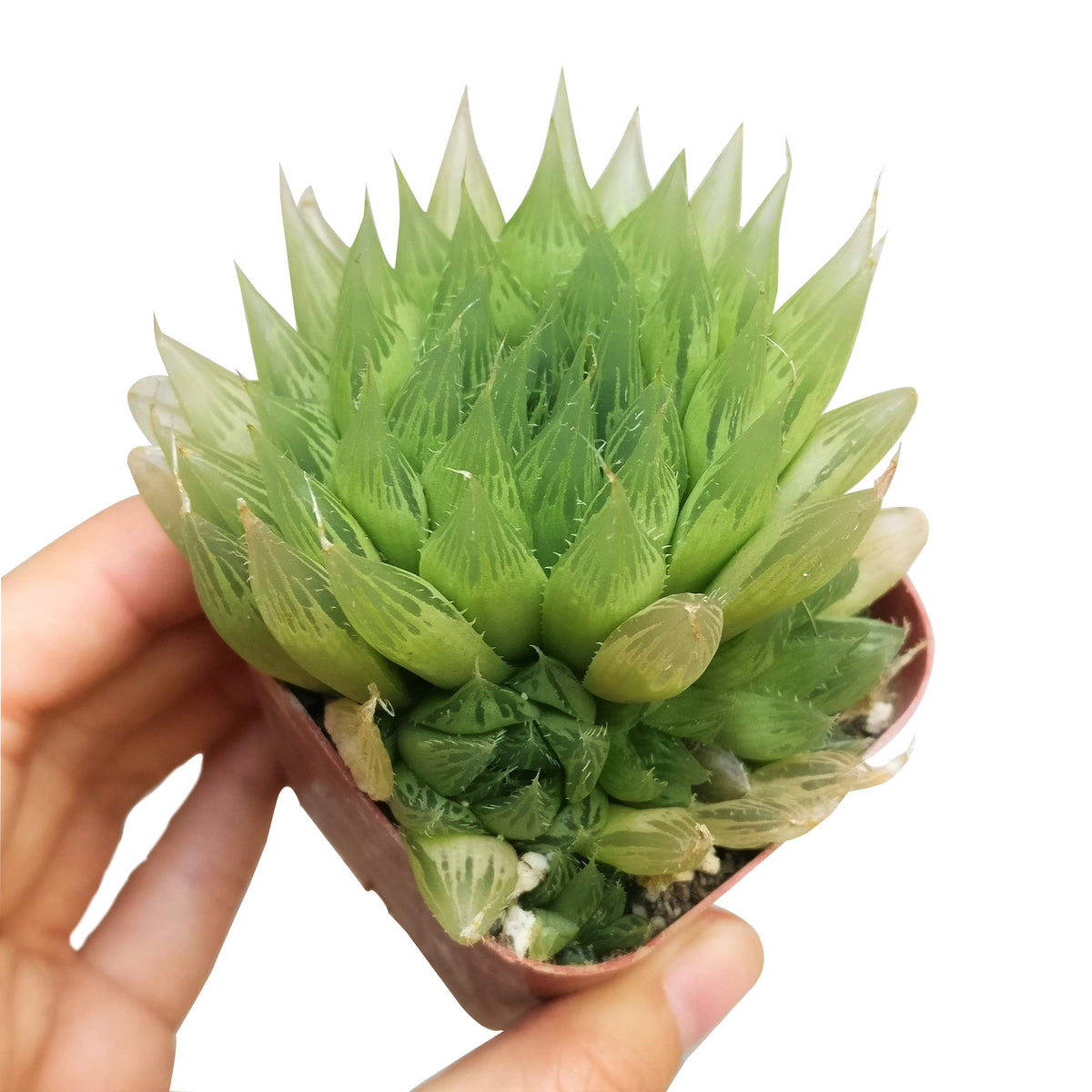 Haworthia Cooperi for sale, succulents shop in California, how to grow succulents, monthly succulents, indoor succulents, succulent care tips, succulent care, succulent subscription, cactus, Haworthia Cooperi in California, How to grow Haworthia Cooperi. indoor succulents.
