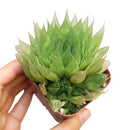 how to grow succulents, monthly succulents, indoor succulents, succulent care tips, succulent care, succulent subscription, cactus, Haworthia Cooperi in California