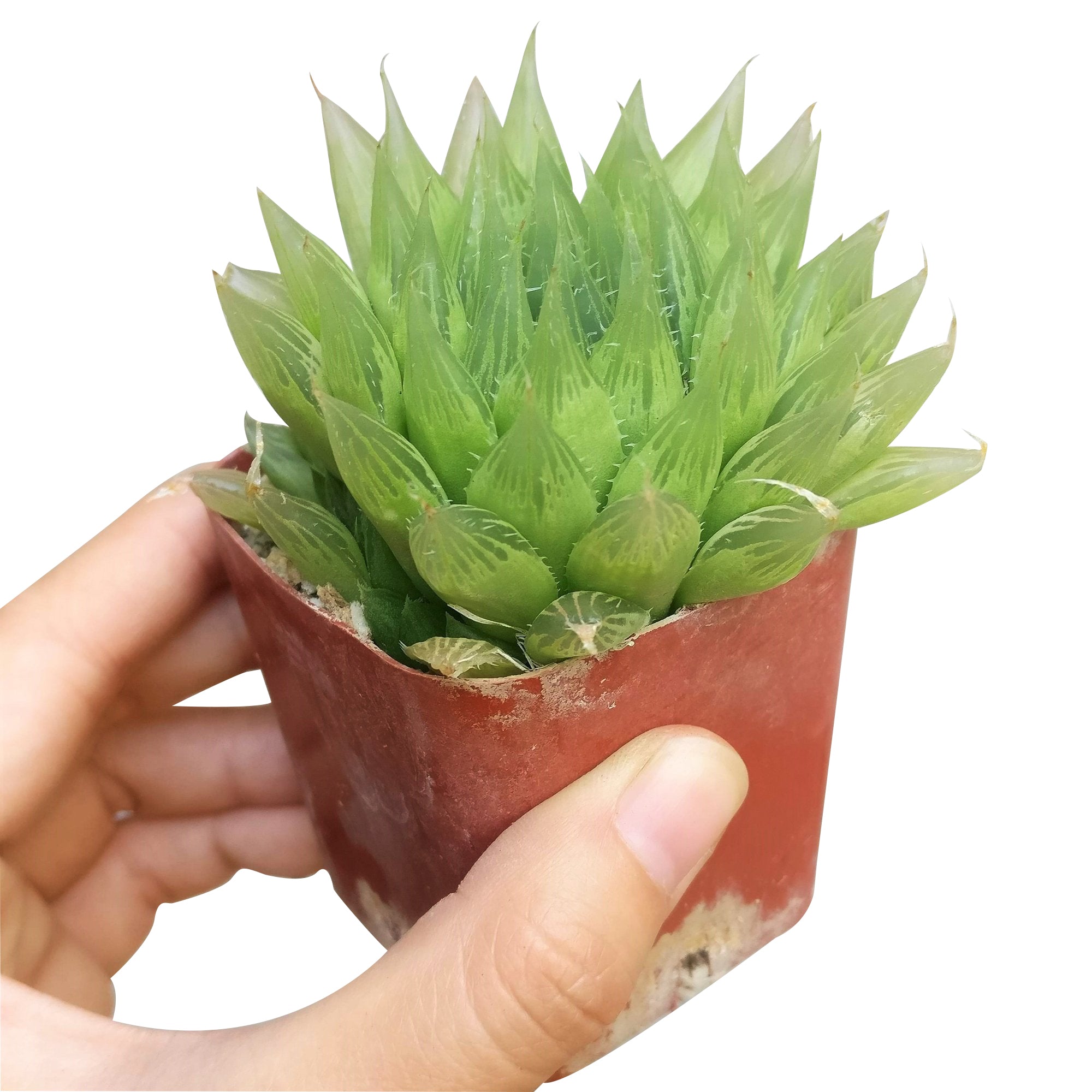 succulent haworthia cooperi Haworthia Cooperi Succulent