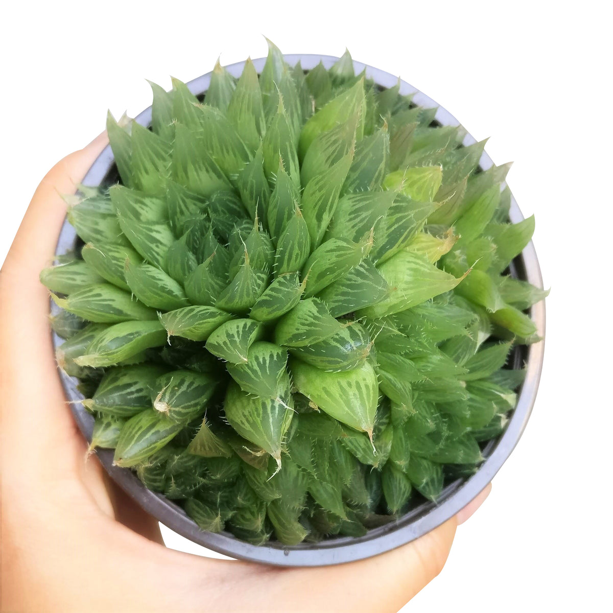 Haworthia Cooperi for sale, succulents shop in California, how to grow succulents, monthly succulents, indoor succulents, succulent care tips, succulent care, succulent subscription, cactus, Haworthia Cooperi in California, How to grow Haworthia Cooperi. indoor succulents.