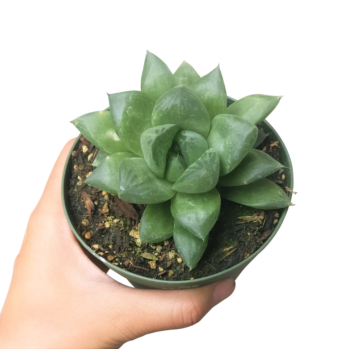 Haworthia Cuspidata plant, succulent care, monthly succulents, succulent care guide, succulents store in CA, succulents garden, succulent care tips, cactus, Rare succulents, Haworthia Cuspidata in California, How to grow Haworthia Cuspidata. indoor succulents.