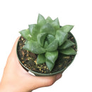 succulent care guide, succulents store in CA, succulents garden, succulent care tips, cactus, Rare succulents, Haworthia Cuspidata in California