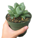 succulent care guide, succulents store in CA, succulents garden, succulent care tips, cactus, Rare succulents, Haworthia Cuspidata in California
