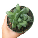 succulent care guide, succulents store in CA, succulents garden, succulent care tips, cactus, Rare succulents, Haworthia Cuspidata in California