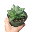 succulent care guide, succulents store in CA, succulents garden, succulent care tips, cactus, Rare succulents, Haworthia Cuspidata in California