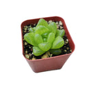succulent care tips, Haworthia Cymbiformis Var. Obtusa in California, How to grow Haworthia Cymbiformis Var. Obtusa. indoor succulents.