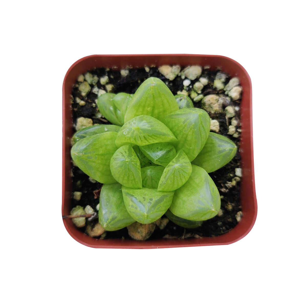 Haworthia Cymbiformis Var. Obtusa, succulent plant, succulent care guide, how to grow succulents, succulents garden, monthly succulents, succulent care, succulents store in CA, succulent care tips, Haworthia Cymbiformis Var. Obtusa in California, How to grow Haworthia Cymbiformis Var. Obtusa. indoor succulents.