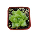 succulent care tips, Haworthia Cymbiformis Var. Obtusa in California, How to grow Haworthia Cymbiformis Var. Obtusa. indoor succulents.