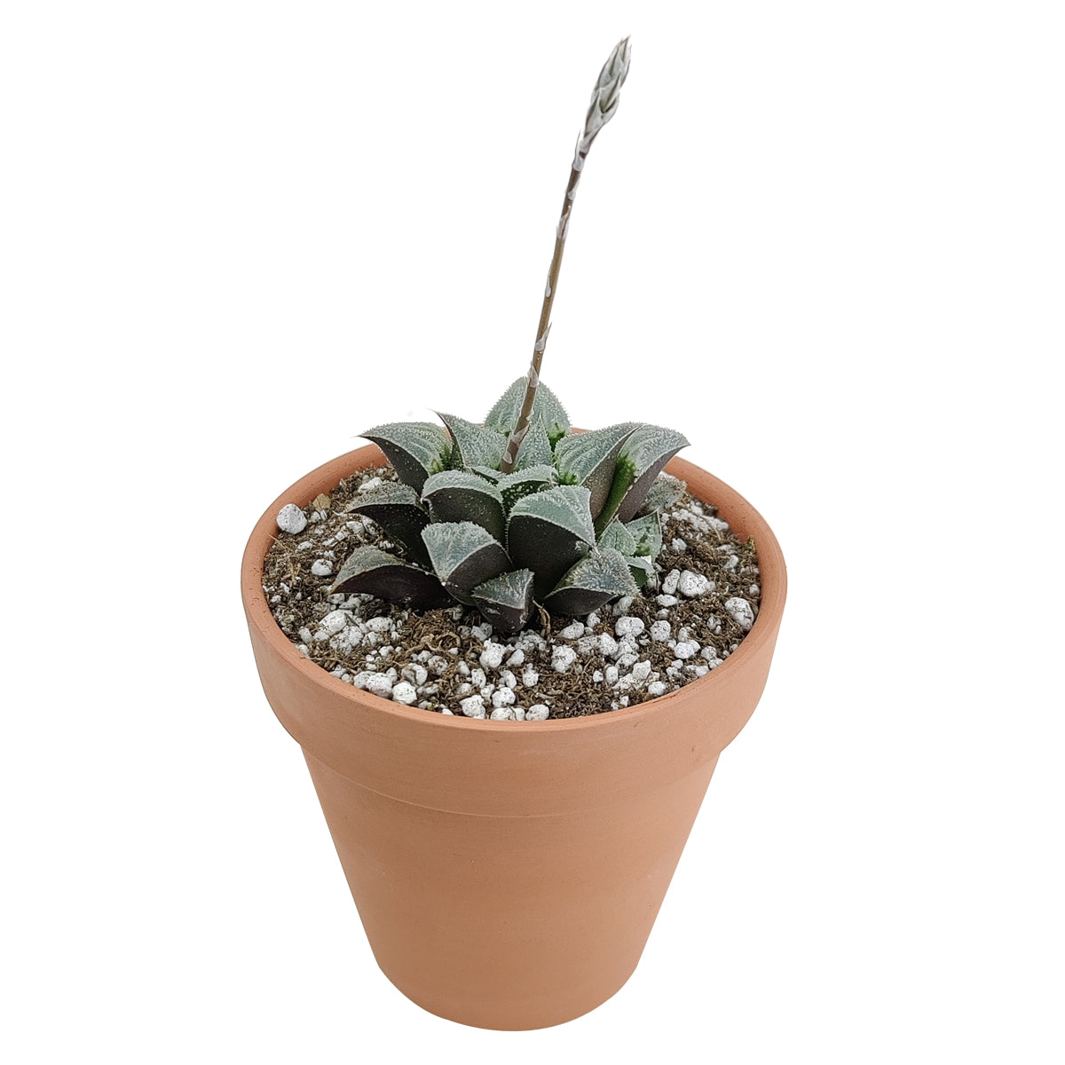 Haworthia emelyae var. Major, monthly succulents, succulent care, succulent care guide, Succulents shop near me, indoor succulents, succulents garden, cactus, succulent subscription, Haworthia emelyae var. Major in California, How to grow Haworthia emelyae var. Major. indoor succulents.