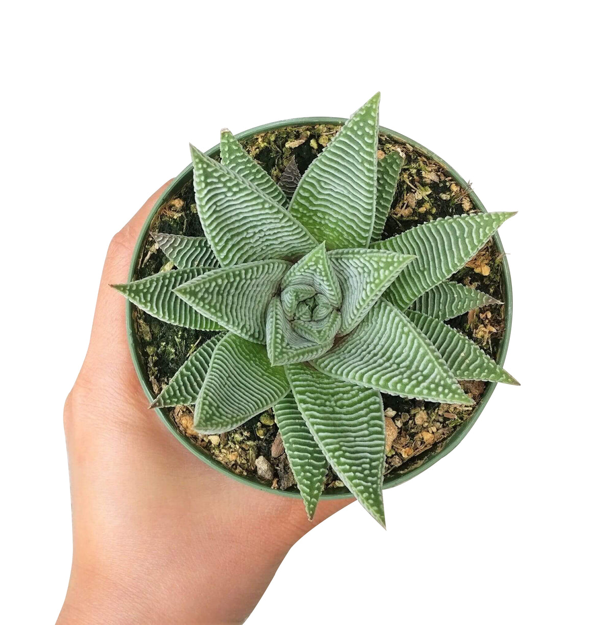Haworthia Limifolia for sale, Rare succulents, succulents shop in California, Succulents, succulent care guide, Succulents shop near me, cactus, succulents garden, succulents store in CA, Haworthia Limifolia in California, How to grow Haworthia Limifolia. indoor succulents.