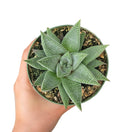 Haworthia Limifolia for sale, Rare succulents, succulents shop in California, Succulents, succulent care guide, Succulents shop near me, cactus, succulents garden, succulents store in CA, Haworthia Limifolia in California, How to grow Haworthia Limifolia. indoor succulents.
