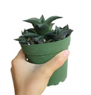 Venosa Haworthia for sale, succulent plant, cactus, succulent care guide, succulents store in CA, Succulents shop near me, indoor succulents, succulent subscription, succulent care, Venosa Haworthia in California, How to grow Venosa Haworthia. indoor succulents.