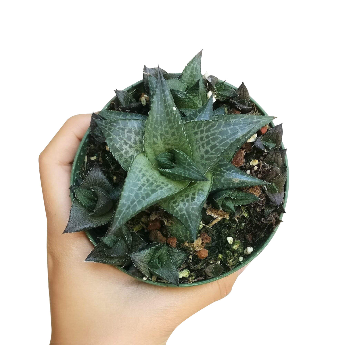 Venosa Haworthia for sale, succulent plant, cactus, succulent care guide, succulents store in CA, Succulents shop near me, indoor succulents, succulent subscription, succulent care, Venosa Haworthia in California, How to grow Venosa Haworthia. indoor succulents.