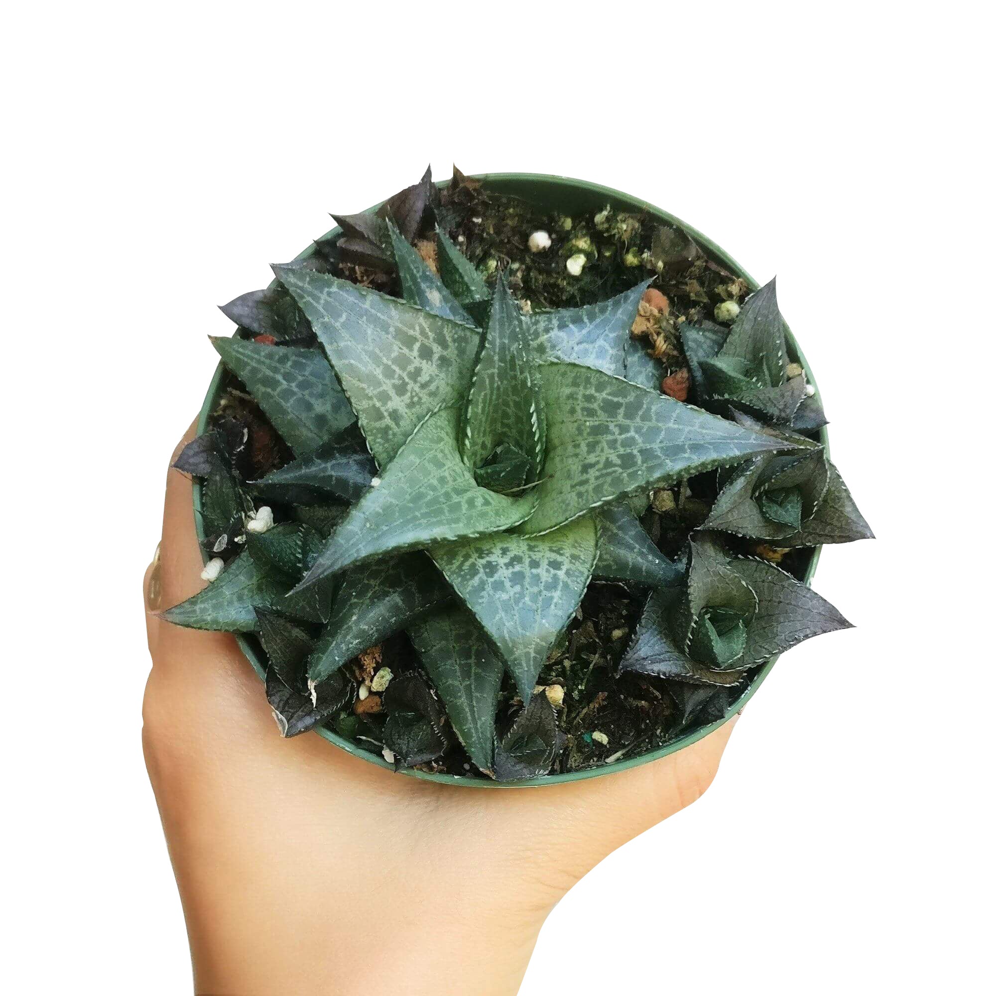 hy vee succulent plants Haworthia Venosa Succulent Plant with Care Instruction 2 inch / White Modern Pot by Succulents Box