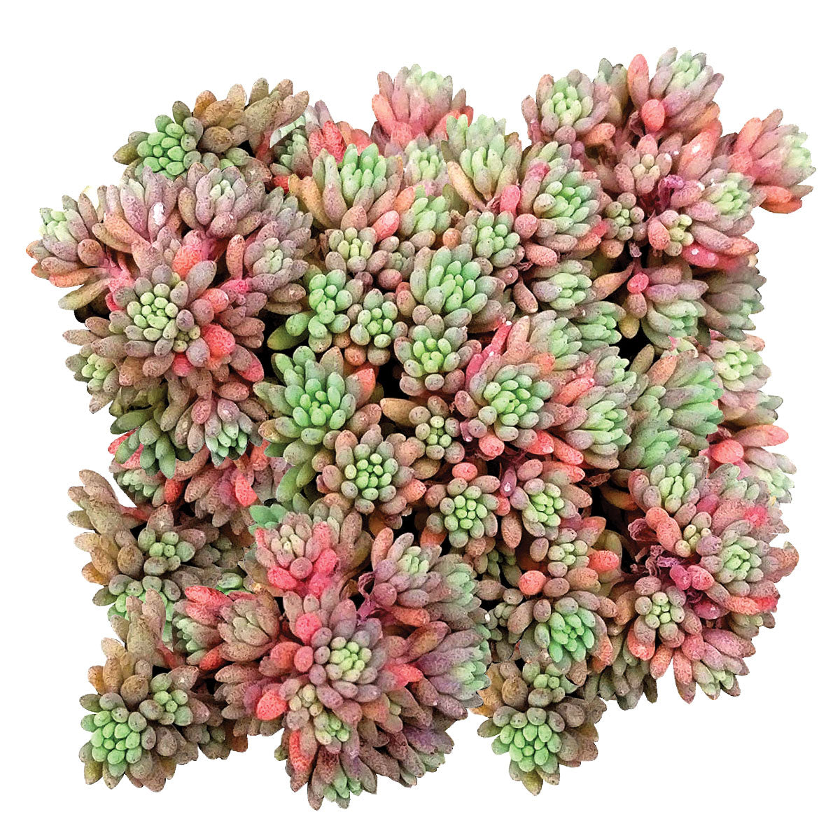 spanish succulent plants Sedum Hispanicum Succulent
