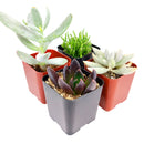 Pack of 2/4/6/8/10 cute spooky succulents for sale, Perfect Halloween Succulents for Gift Decor Ideas 2025, Halloween Plant Gifts, Succulent Trick-or-Treat 