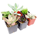 Pack of 2/4/6/8/10 cute spooky succulents for sale, Perfect Halloween Succulents for Gift Decor Ideas 2025, Halloween Plant Gifts, Succulent Trick-or-Treat 