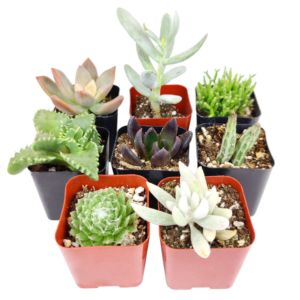 Scary Succulent for Halloween, Indoor Halloween Succulents, Spooky Halloween Succulents for Sale, Creepy Houseplants for Halloween, Best Halloween Gifts for Everyone, Halloween Gift Ideas For Succulent Lovers