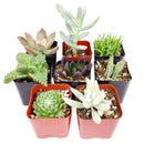 Pack of 2/4/6/8/10 cute spooky succulents for sale, Perfect Halloween Succulents for Gift Decor Ideas 2025, Halloween Plant Gifts, Succulent Trick-or-Treat 