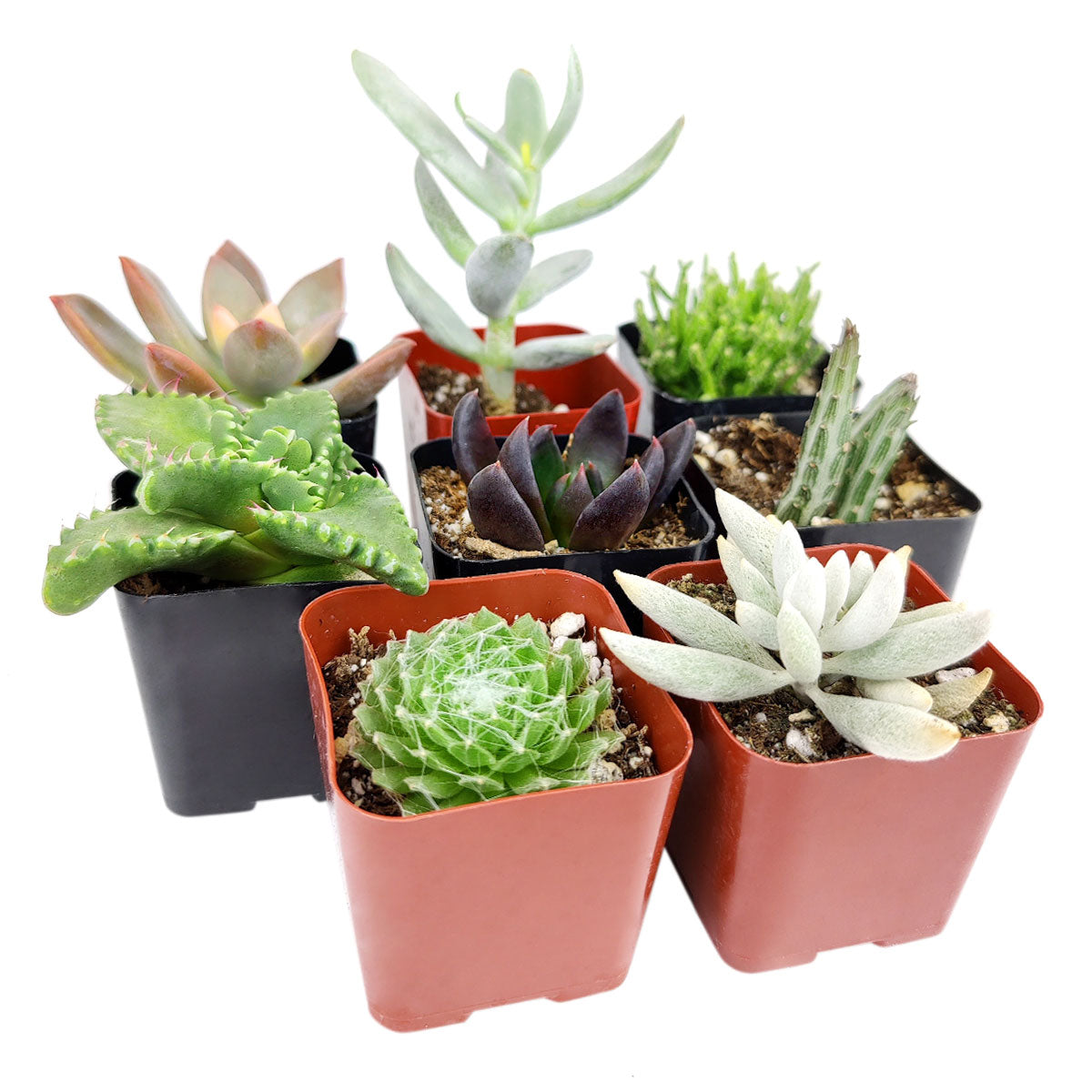 Scary Plants for Your Halloween Garden, DIY Halloween decor 2025, Halloween Spooky Succulent Pack for sale online