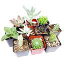 Pack of 2/4/6/8/10 cute spooky succulents for sale, Perfect Halloween Succulents for Gift Decor Ideas 2025, Halloween Plant Gifts, Succulent Trick-or-Treat 