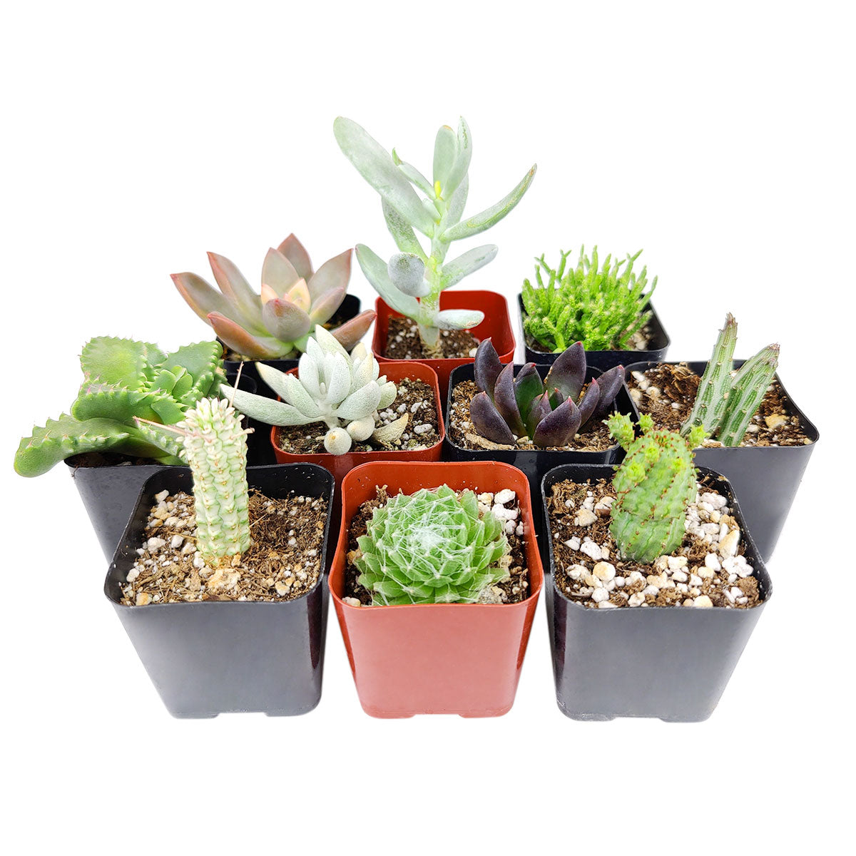 Halloween Succulent Gift 2025, Halloween Spooky Succulent Pack for sale, Set of 2/4/6/8/10 Unique Succulents for Halloween Home Decor, Scary Plants for Your Halloween Garden