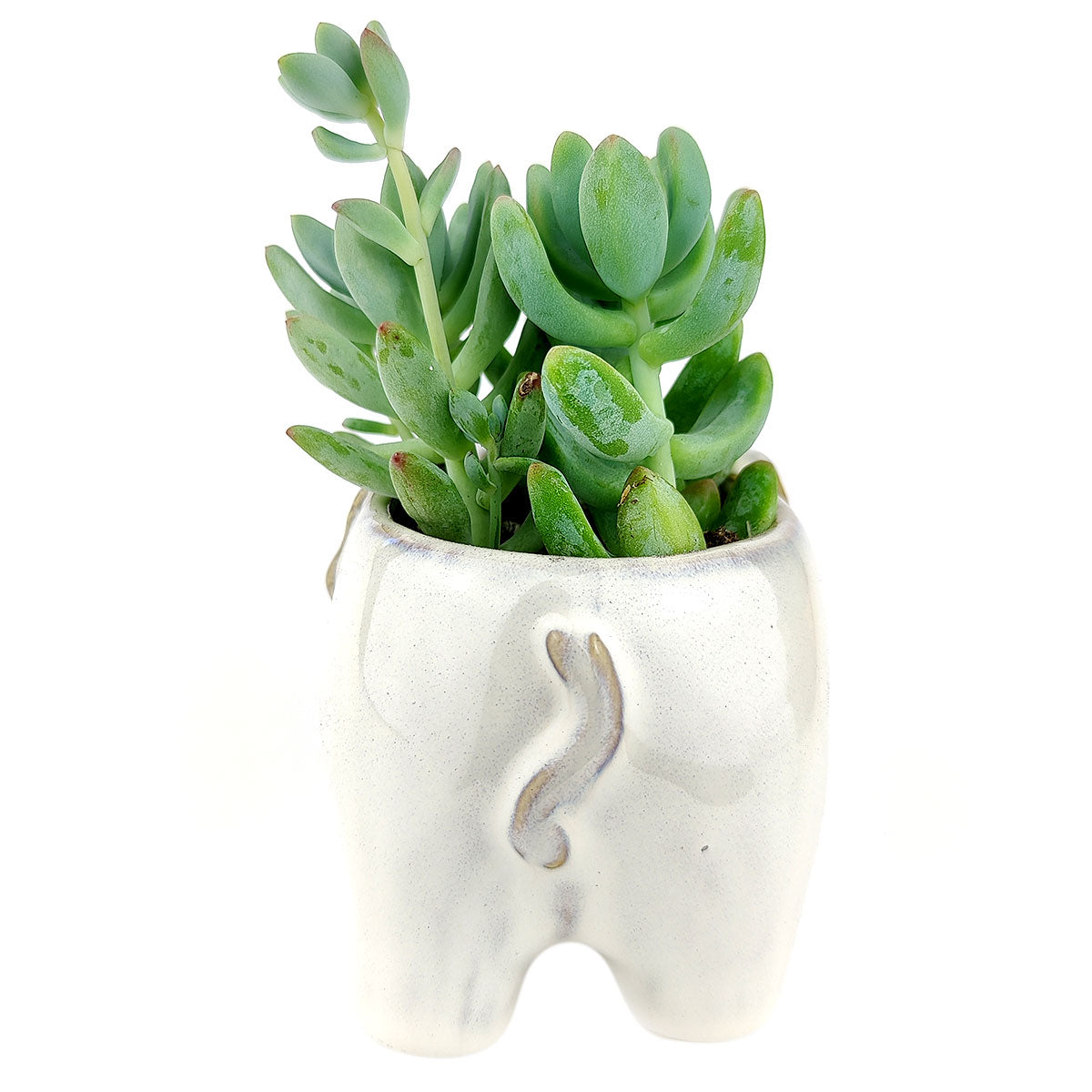 Happy Elephant Pot for sale, Cute Ceramic Succulent Pot, Fox Planter Decor, Craft Supplies, Succulent Gift Ideas, Happy Elephant Pot