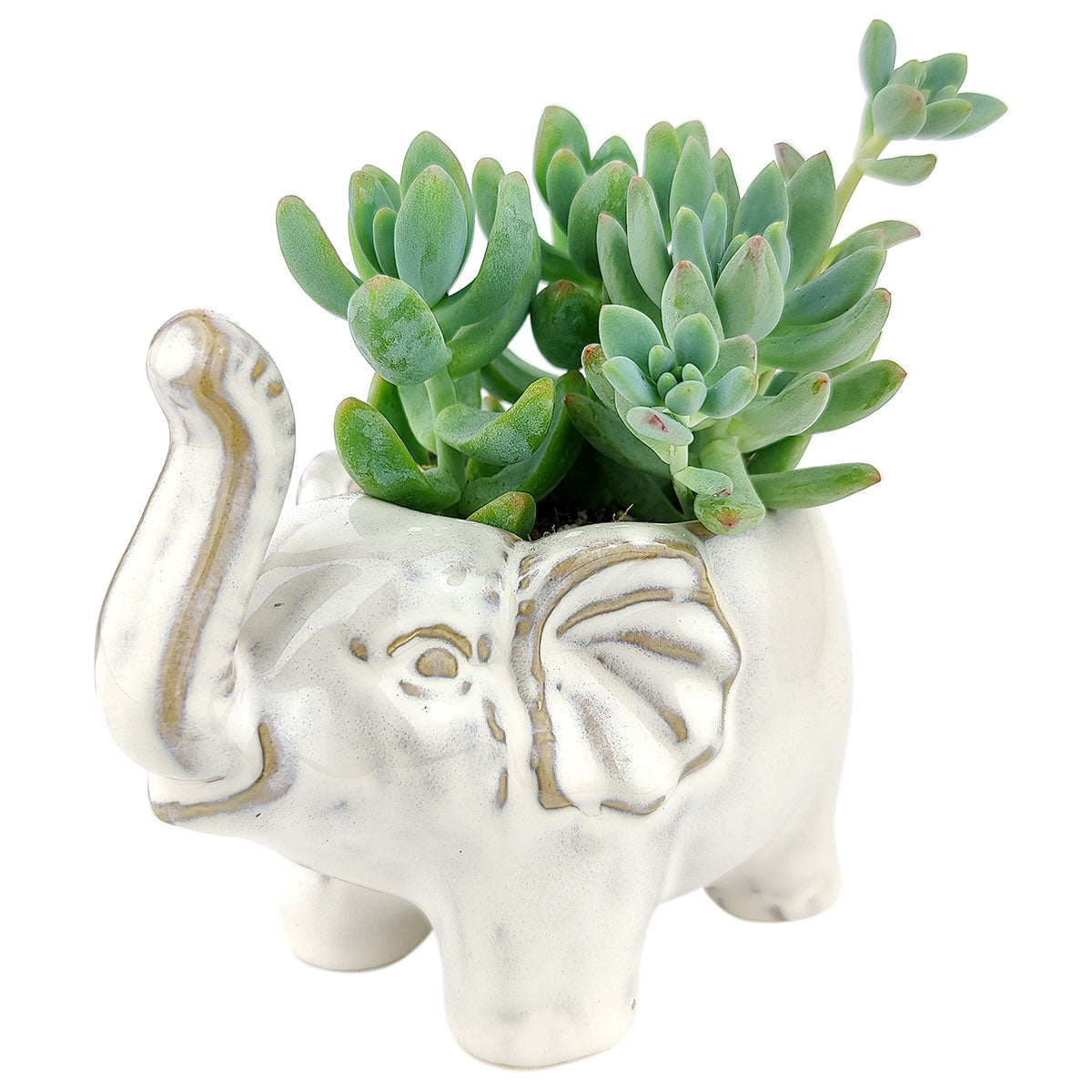Happy Elephant Pot for sale, Cute Ceramic Succulent Pot, Fox Planter Decor, Craft Supplies, Succulent Gift Ideas, Happy Elephant Pot
