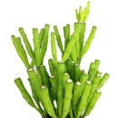 How to grow Dancing Bones, rare succulents, rare succulents for sale, unique succulents, buy succulents online, rare succulent, succulent shop, unusual succulents, succulent store, succulents online