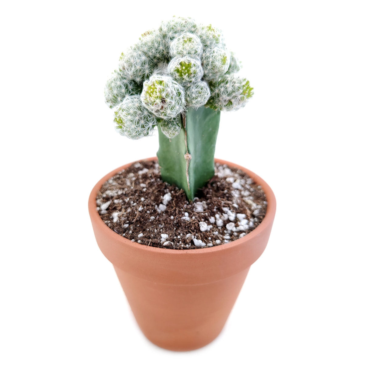 rare cactus and succulents for sale Mammillaria Haudeana Rare Cactus for Sale | Unusual Cactus Collection