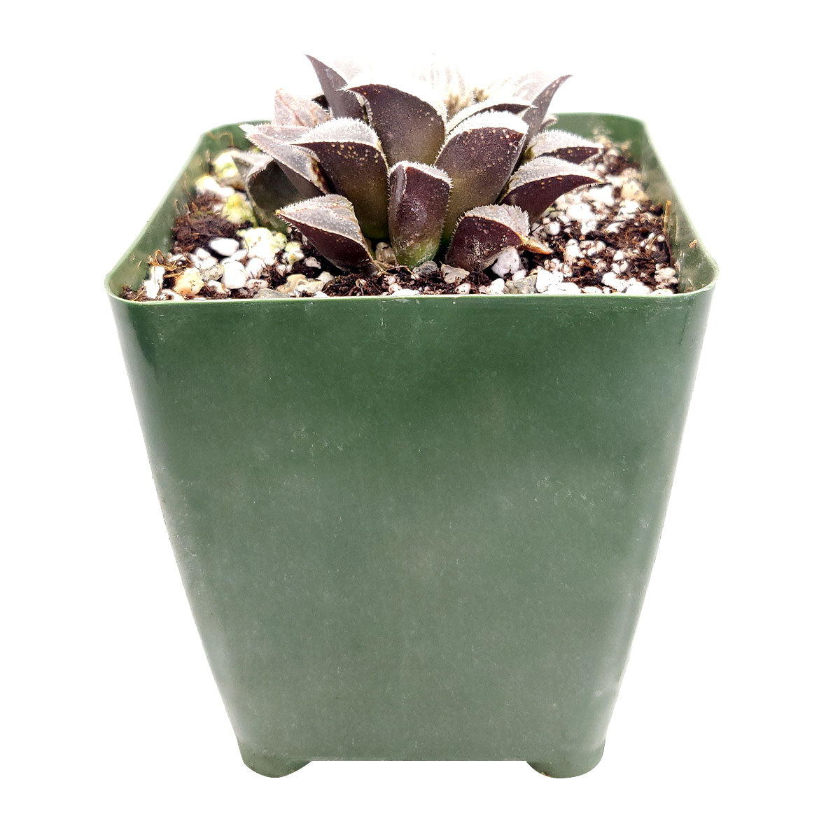 Haworthia emelyae var. Major, monthly succulents, succulent care, succulent care guide, Succulents shop near me, indoor succulents, succulents garden, cactus, succulent subscription, Haworthia emelyae var. Major in California, How to grow Haworthia emelyae var. Major. indoor succulents.