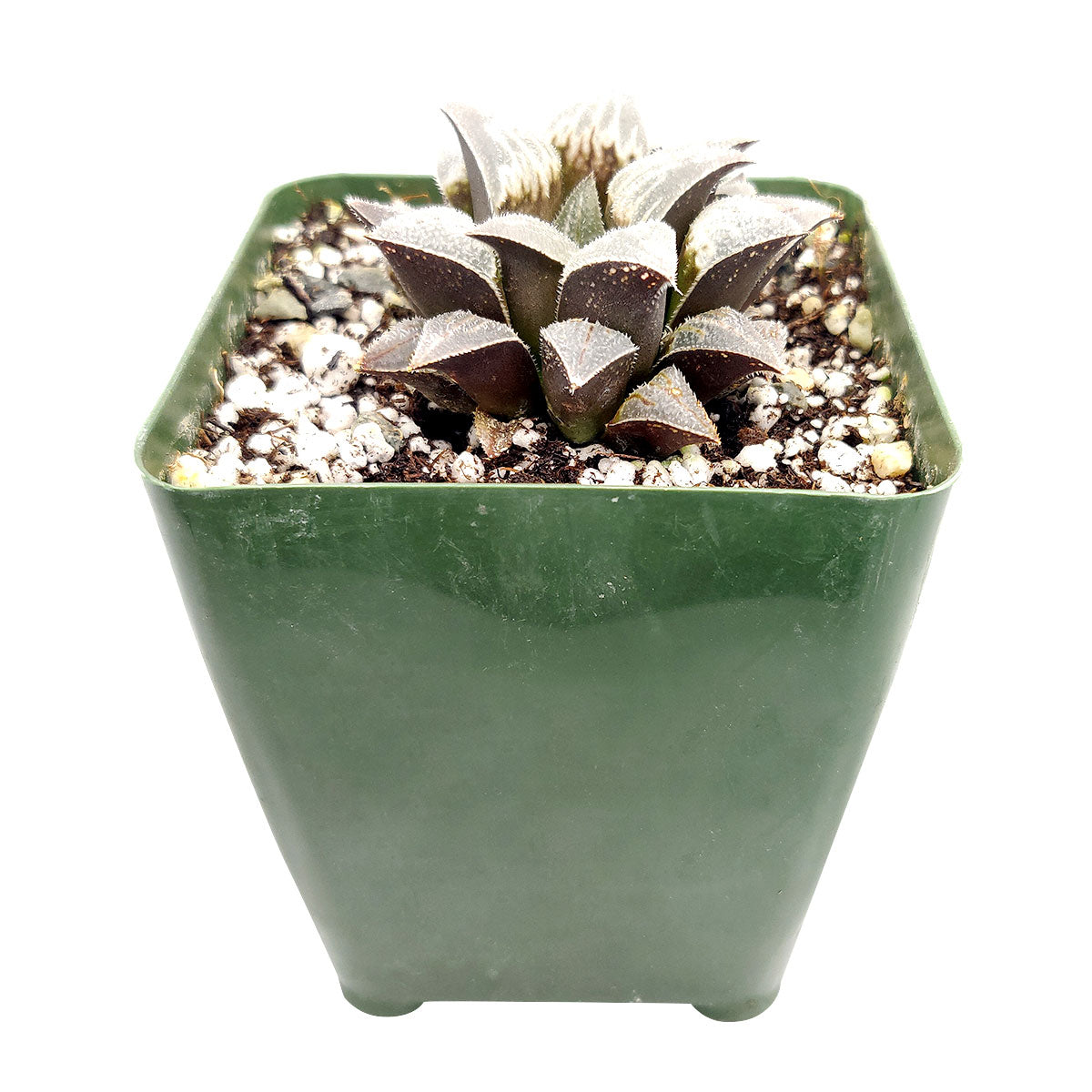 Haworthia emelyae var. Major, monthly succulents, succulent care, succulent care guide, Succulents shop near me, indoor succulents, succulents garden, cactus, succulent subscription, Haworthia emelyae var. Major in California, How to grow Haworthia emelyae var. Major. indoor succulents.