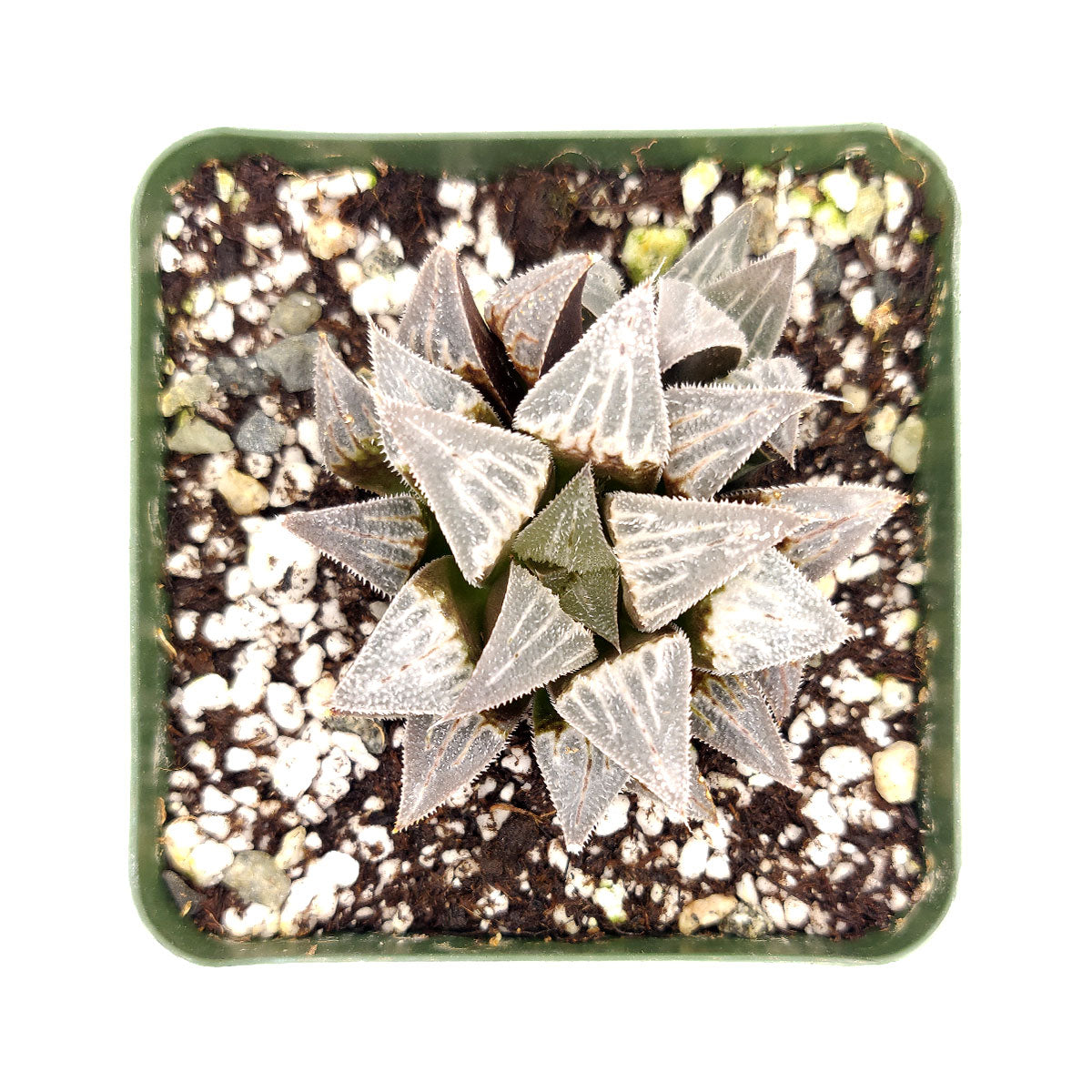 Haworthia emelyae var. Major, monthly succulents, succulent care, succulent care guide, Succulents shop near me, indoor succulents, succulents garden, cactus, succulent subscription, Haworthia emelyae var. Major in California, How to grow Haworthia emelyae var. Major. indoor succulents.