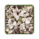 Haworthia emelyae var. Major, monthly succulents, succulent care, succulent care guide, Succulents shop near me, indoor succulents, succulents garden, cactus, succulent subscription, Haworthia emelyae var. Major in California, How to grow Haworthia emelyae var. Major. indoor succulents.