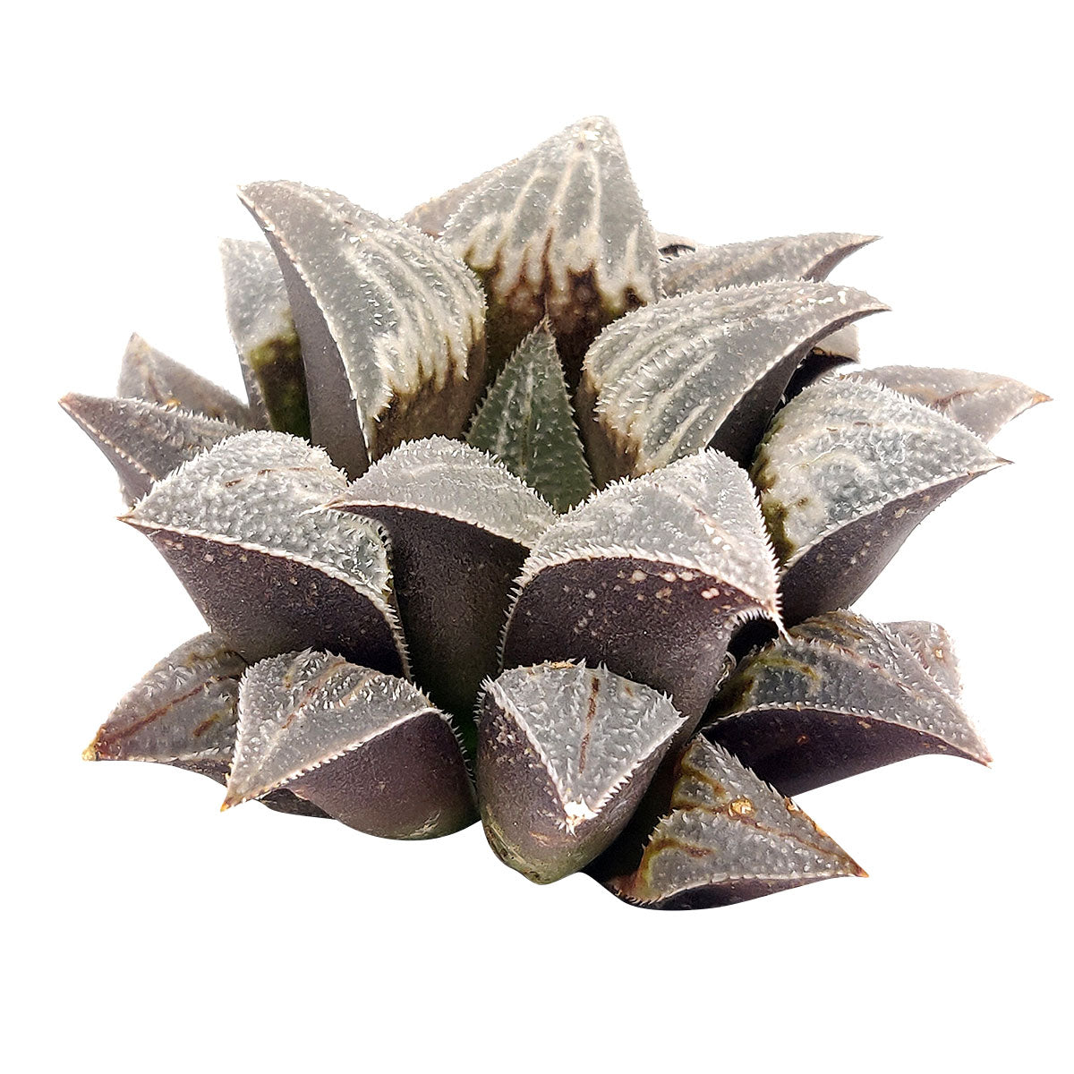 Haworthia emelyae var. Major, monthly succulents, succulent care, succulent care guide, Succulents shop near me, indoor succulents, succulents garden, cactus, succulent subscription, Haworthia emelyae var. Major in California, How to grow Haworthia emelyae var. Major. indoor succulents.