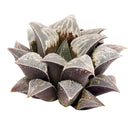 Haworthia emelyae var. Major, monthly succulents, succulent care, succulent care guide, Succulents shop near me, indoor succulents, succulents garden, cactus, succulent subscription, Haworthia emelyae var. Major in California, How to grow Haworthia emelyae var. Major. indoor succulents.